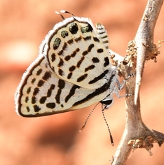 Tarucus theophrastus