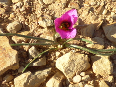 Romulea atrandra