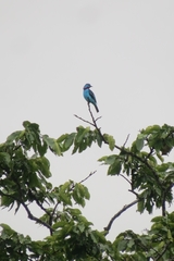Cotinga cayana