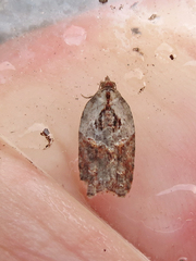 Acleris inana