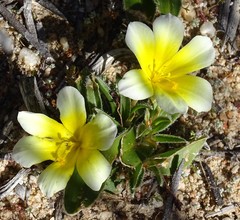 Moraea luteoalba