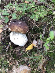 Boletus pinophilus