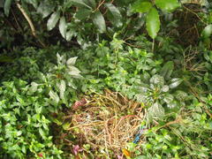 Impatiens niamniamensis