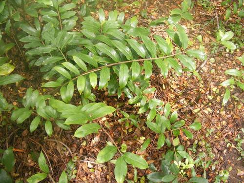 Zamioculcas zamiifolia