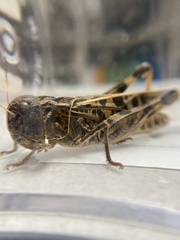 Hippiscus ocelote