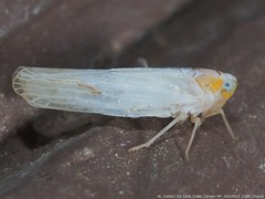 Neocenchrea heidemanni