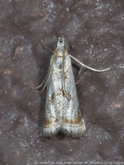 Microcrambus kimballi