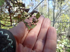 Chrysomela crotchi