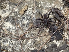 Myrmekiaphila