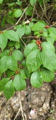 Lonicera maackii