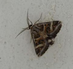 Cerocala vermiculosa