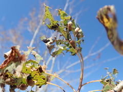 Chrysomela crotchi