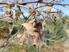 Chrysomela crotchi