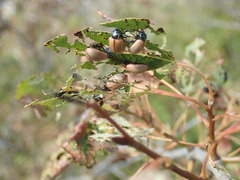 Chrysomela crotchi