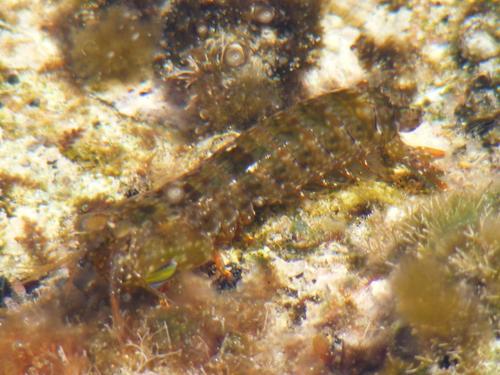 Stomatopoda