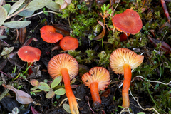 Hygrocybe substrangulata