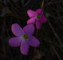 Oxalis polyphylla polyphylla