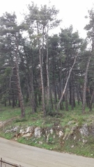 Pinus