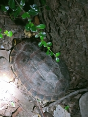 Malayemys macrocephala