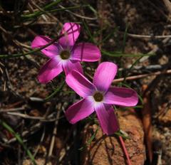 Oxalis polyphylla polyphylla
