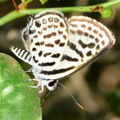 Tarucus theophrastus