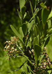 Gymnosporia elliptica