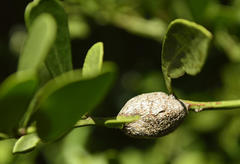 Gymnosporia elliptica