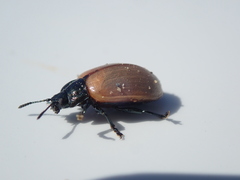 Chrysomela crotchi