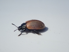 Chrysomela crotchi