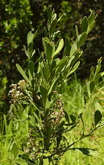 Gymnosporia elliptica