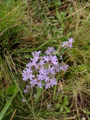 Verbena hirta