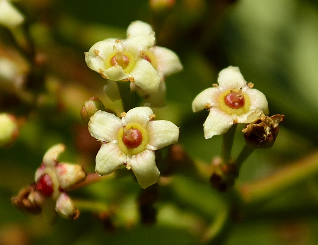 Gymnosporia elliptica