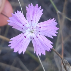 Dianthus campestris