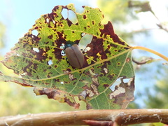 Chrysomela crotchi