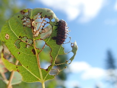 Chrysomela crotchi
