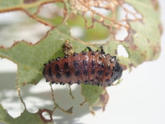Chrysomela crotchi