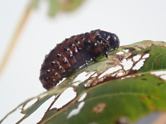 Chrysomela crotchi