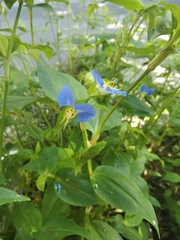 Commelina communis