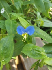 Commelina communis