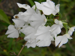 Habenaria plantaginea