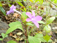 Barleria involucrata