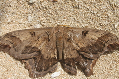 Arsenurinae