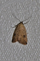 Anachrostis nigripunctalis
