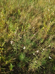 Achillea salicifolia