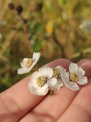 Achillea salicifolia