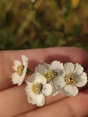 Achillea salicifolia