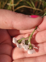 Achillea salicifolia