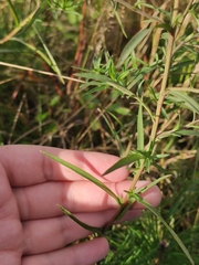 Achillea salicifolia