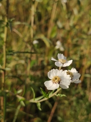 Achillea salicifolia