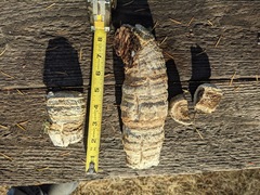 Laricifomes